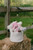 Basket of Stuffed Toys Basket of Stuffed Toys