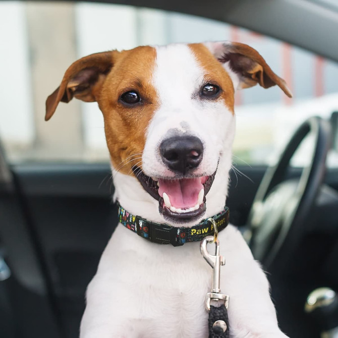 A smiling dog wearing a black collar with a colourful design, sitting inside a car.