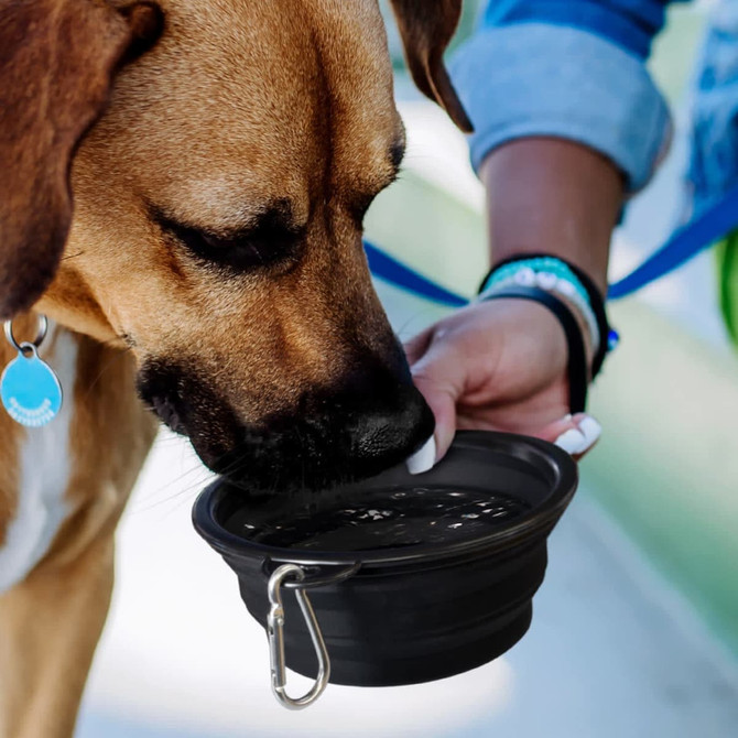 A silicone collapsible pet bowl in black, being used to provide water to a dog. It has a clip for easy attachment.