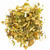 Evening time | Vedic Teas