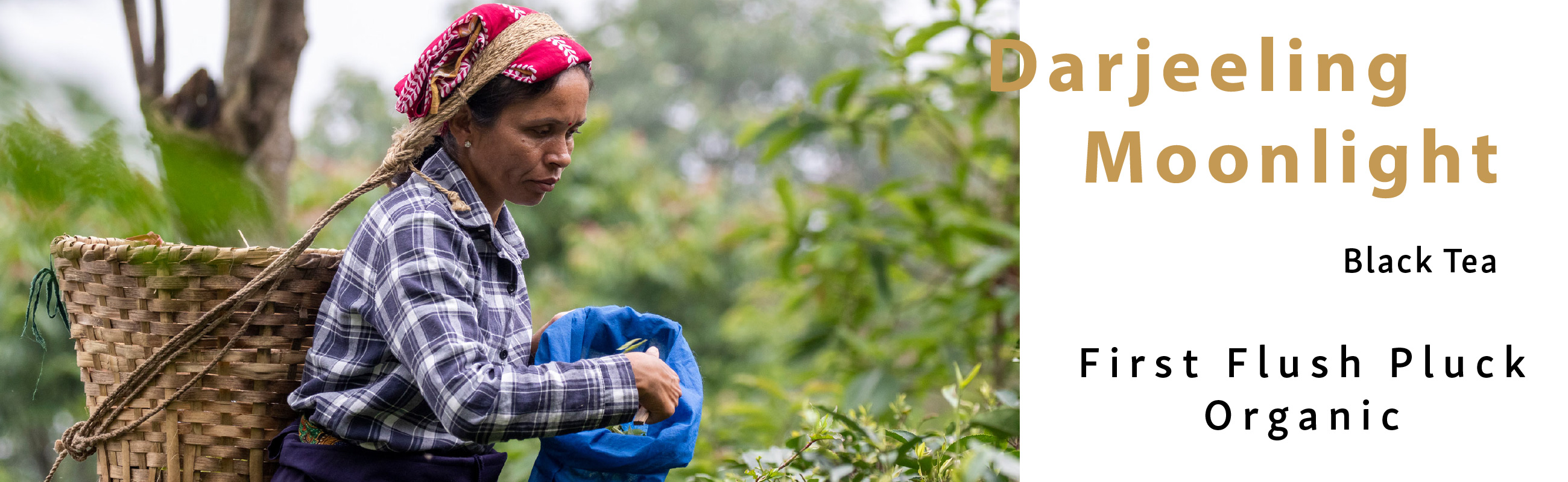 Darjeeling Tea Plucking