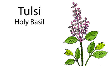 What is Tulsi Holy Basil And Benefits And How To Steep Tulsi Tea