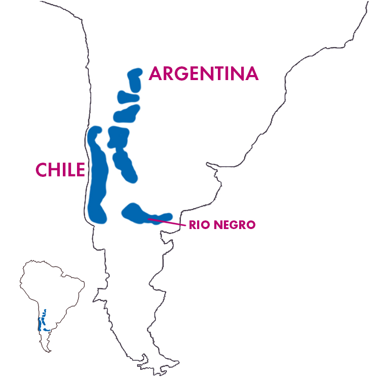 Appellation Map for Alto Valle de Rio Negro Malbec Barrel Selection Fabre Montmayou 2024