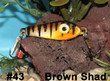 Brown Shad