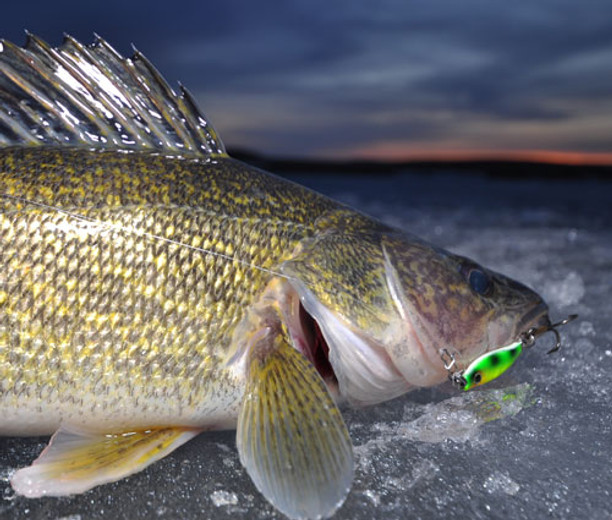 Walleye ice fishing lures