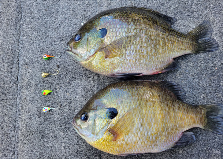 Bluegill, Bass, Crappie, and Catfish are on the Prowl Right Now! - Custom  Jigs & Spins