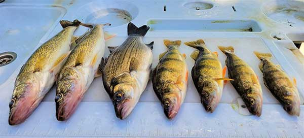 Mixing it up for Walleye, Crappie, and Bluegill the Old Man Doser Way!