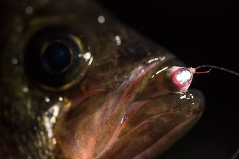 Blue glow in the dark fishing worms, These glowing fishing …