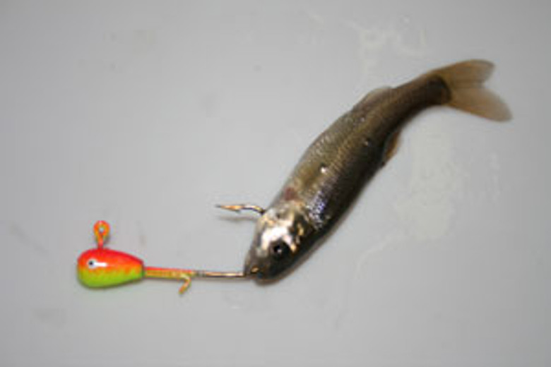 The Ever Versatile Naked Jig! Catch More w/ Live Bait - Custom
