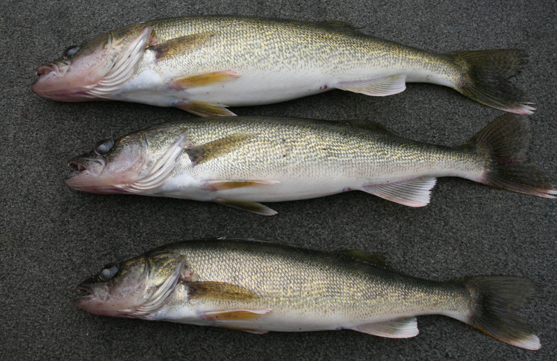 October Walleye Gold - On The Water