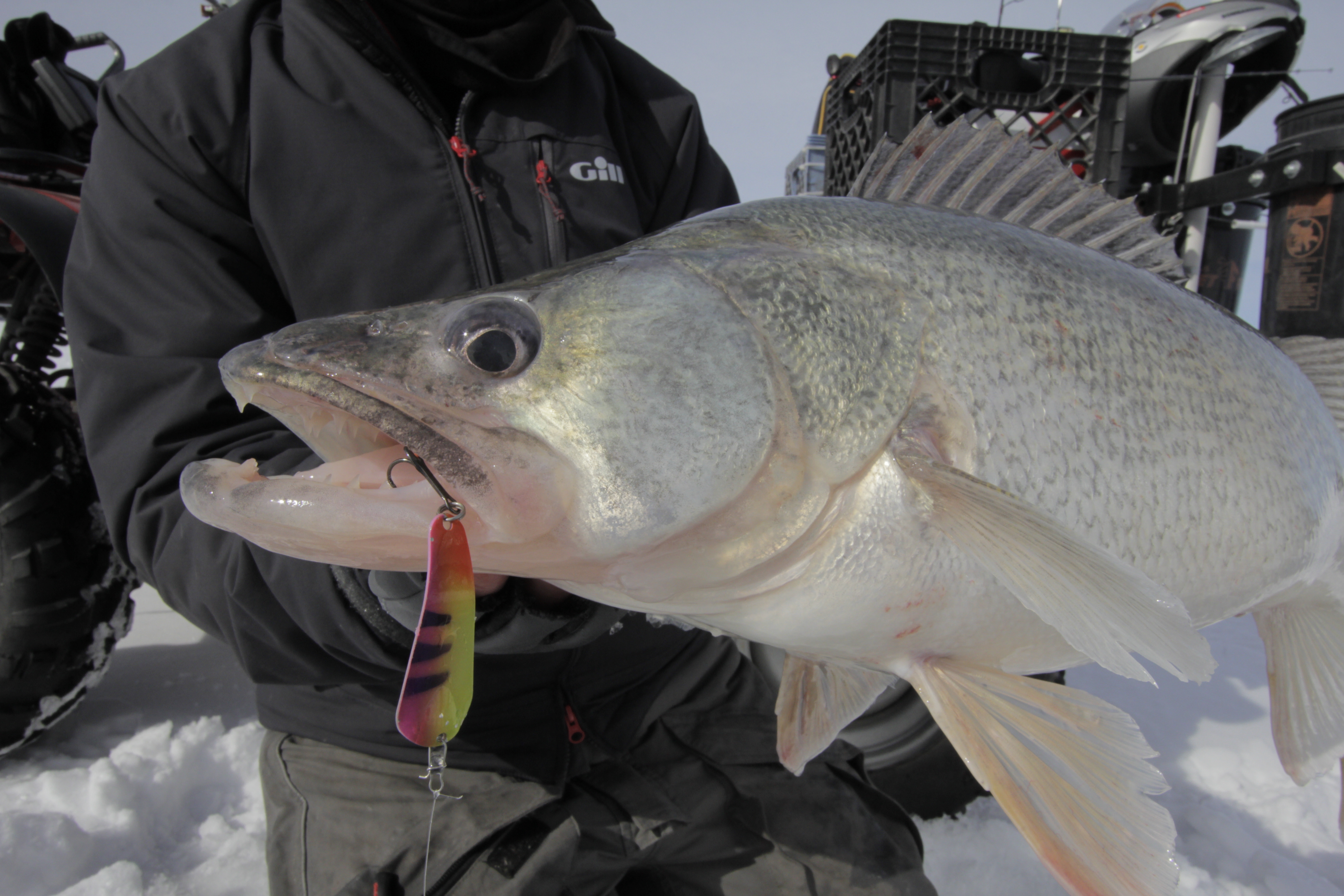 a big fish caught with a Pro-Series Slender Spoon