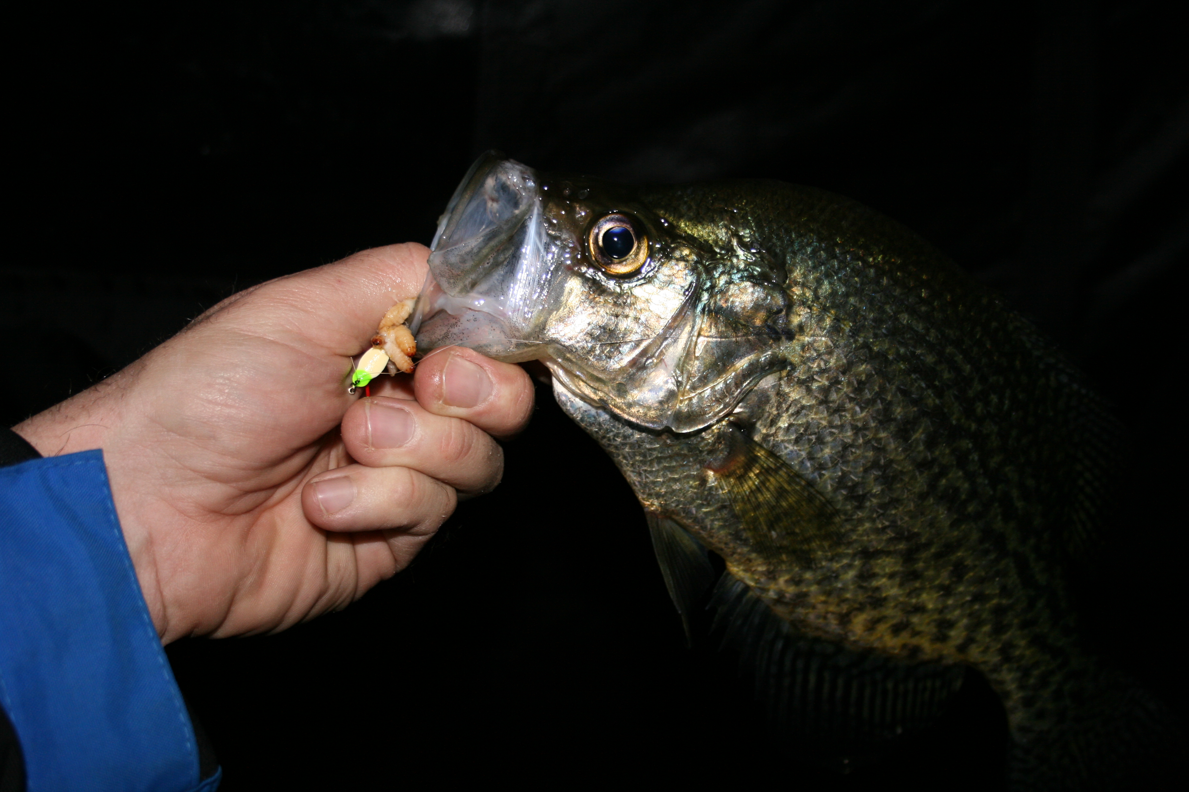 demon-crappie.jpg