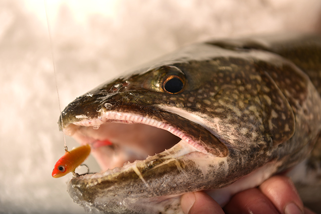 Press Release: Lake Trout Trifecta