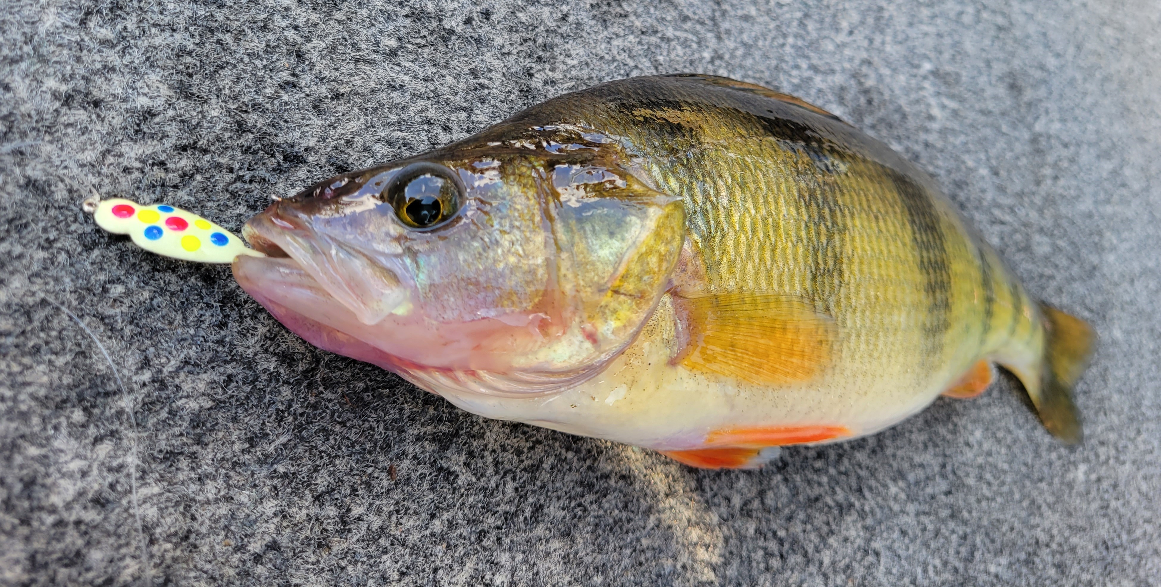 Panfish Demon Wonder Glow Kit - Catch More Panfish Under Ice!