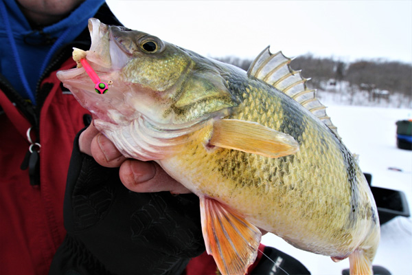 Pink Wolfinkee shown in the mouth of a big fish!