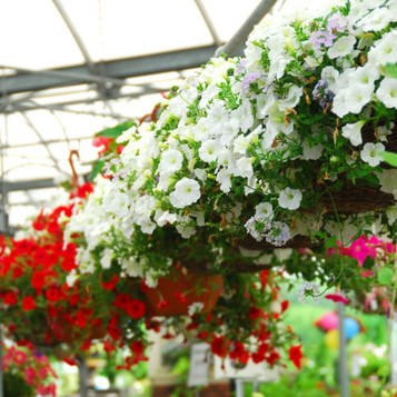 Copy of Mixed Hanging Basket 10 inch Plastic
