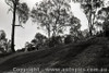 Templestowe HillClimb 1959 - Photographer Peter D'Abbs - Code 599421