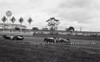 Calder 1966 - Photographer Peter D'Abbs - Code 66-PD-C-079