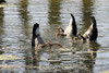 Magpie Geese - Kakadu - N.T. - Product Code 38001