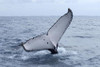 Humpback Whale, Fraser Island Qld. - Product Code 38005 - Photographer David Blanch