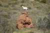 A wild goat on a termite mound near Exmouth W.A. - Product Code 38006 - Photographer David Blanch