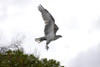 Osprey, Coral Bay W.A. - Product Code 38007 - Photographer David Blanch