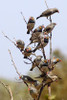 Zebra Finches, Barn Hill Station  W.A. - Product Code 38008 - Photographer David Blanch