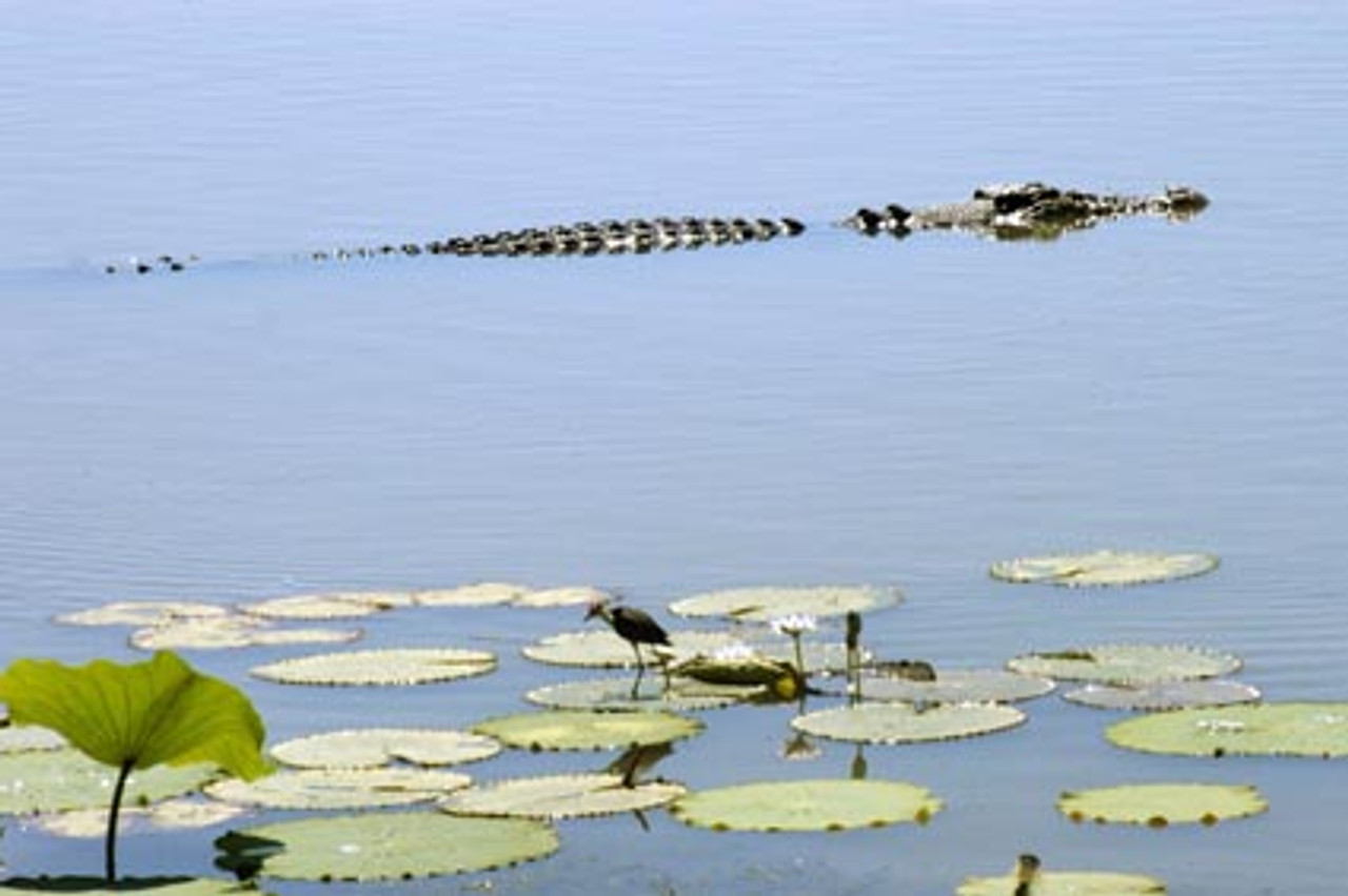 Jacana doesn t seem to be too worried by the passing croc - Product Code 38003 - Photographer David Blanch