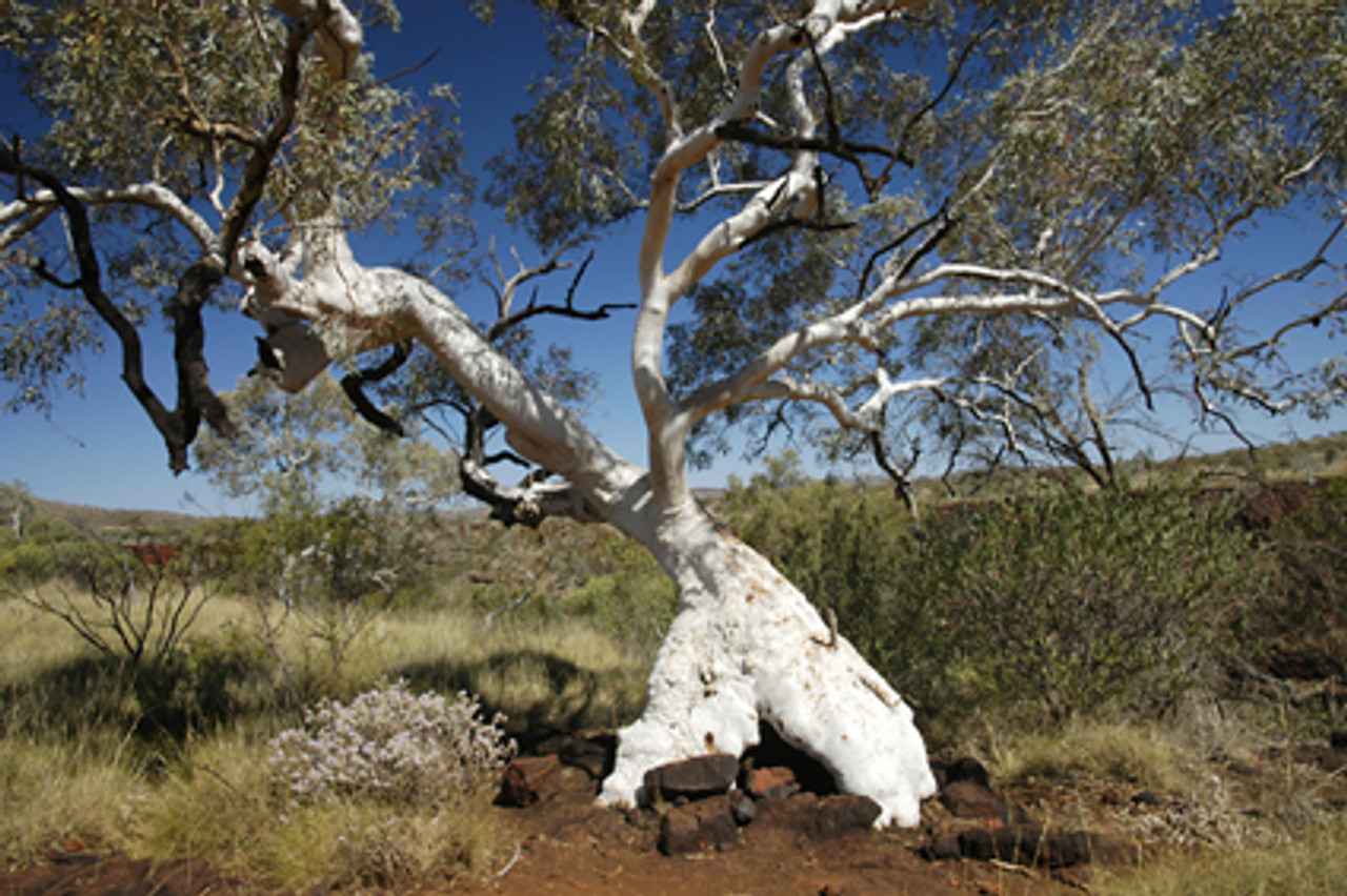 Karijini National Park -  W.A. - Product Code 30018 - Photographer David Blanch