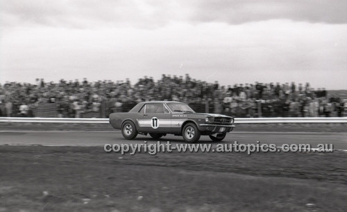 Calder 1966 - Photographer Peter D'Abbs - Code 66-PD-C-181