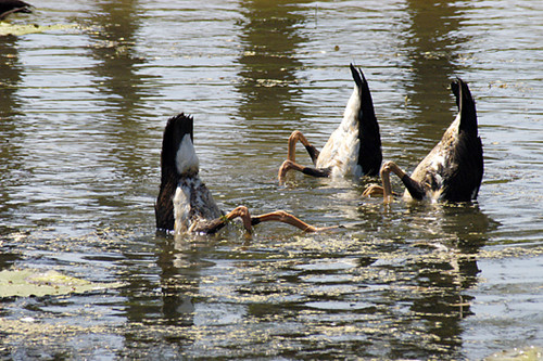 Magpie Geese - Kakadu - N.T. - Product Code 38001