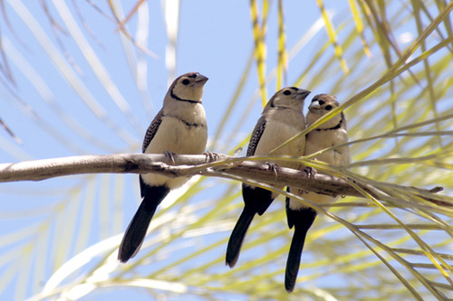 Double Bar Finches - N.T. - Product Code 37001