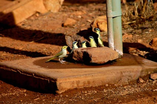 Grey-headed honeyeaters & a White-plumed honeyeater having a drink at Kings Canyon N.T - Product Code 38009 - Photographer David Blanch