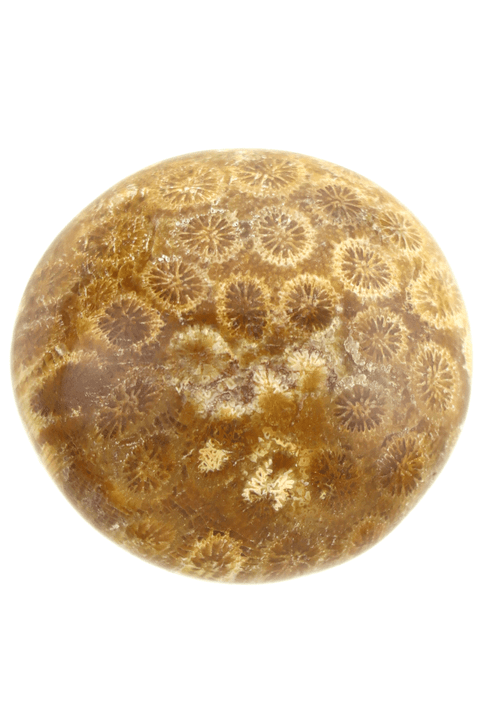 Fossils

Lore: Known as a stone of eternal connection. Aids in problem solving, promotes healthy sleep patterns, helps break things down for easy problem solving, metabolism, good works to break cycles so is excellent for chemical dependency.