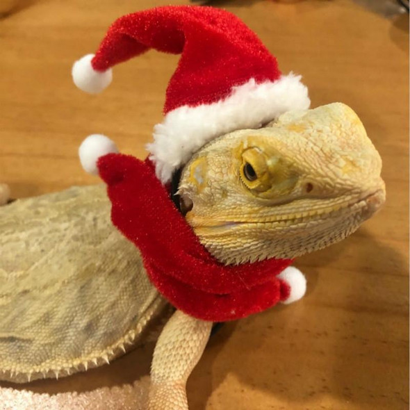 Lizard Crawling Pet Out Christmas Dress Up, Specification: Hat+Scarf+Traction Rope