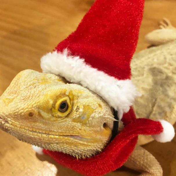 Lizard Crawling Pet Out Christmas Dress Up, Specification: Hat+Scarf