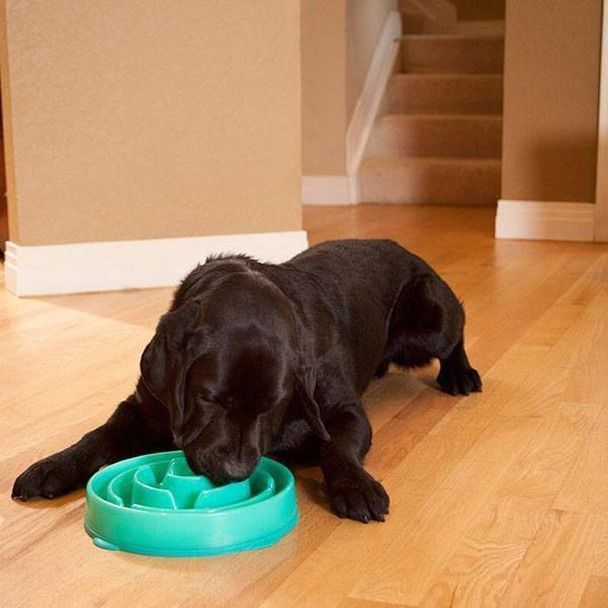 pet-slo-bowl-snatcher-online-shopping-south-africa-17782035906719.jpg