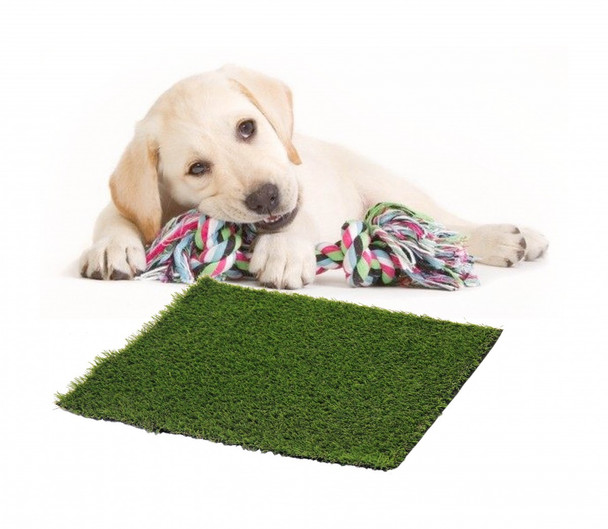 Mrs Pooch Puppy Training Grass