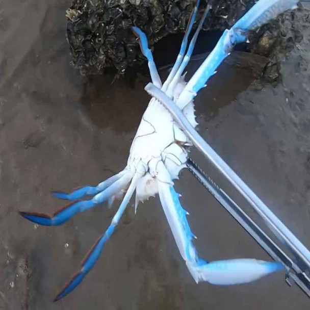 Crab Tongs Loach Tongs Sea Tool, Model: 38cm Curved Clip