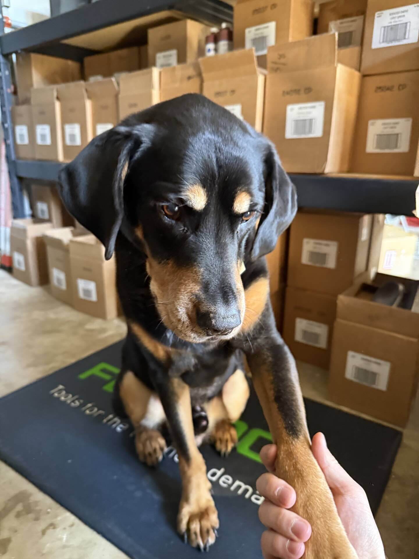 Max, the dog, helping with orders