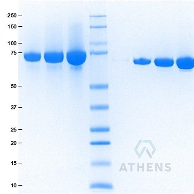 SDS-PAGE Gels - Transferrin, HOLO, Tissue Culture Grade