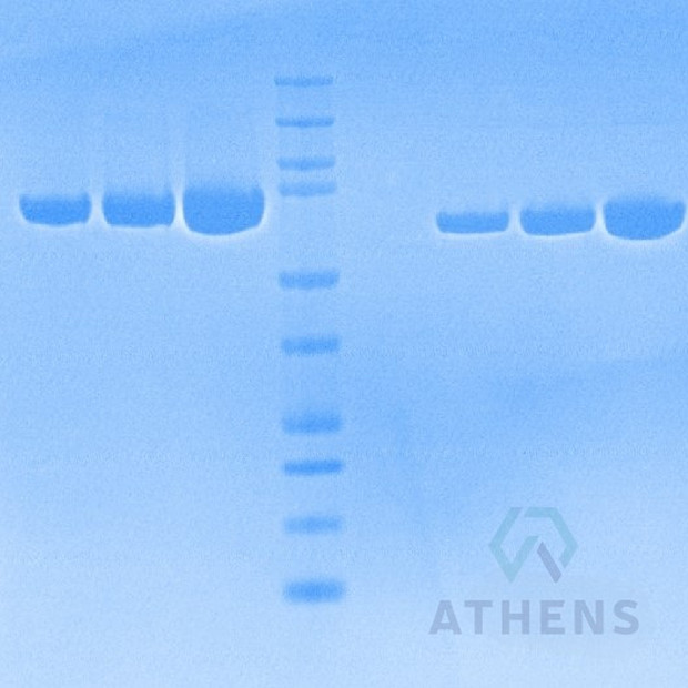 SDS-PAGE Gels - ApoTransferrin, Mouse