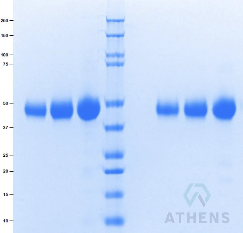 SDS-PAGE Gel