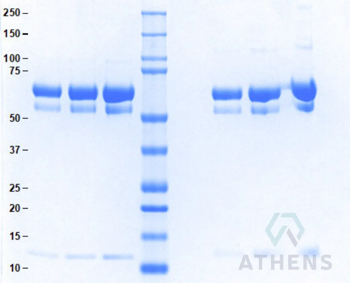 SDS-PAGE Gel