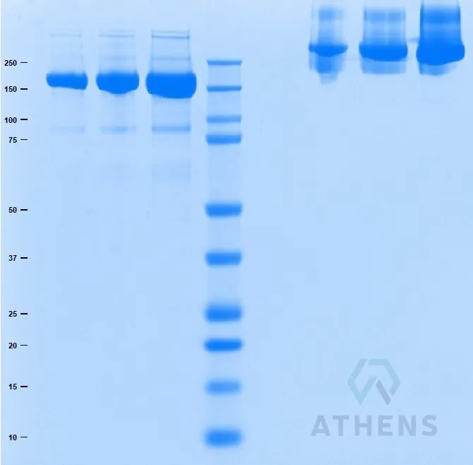 SDS-PAGE Gel