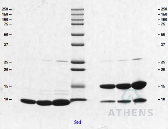 SDS-PAGE Gel