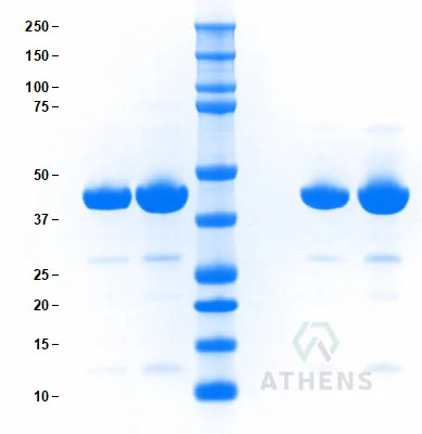 SDS-PAGE Gel