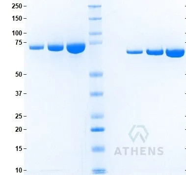 SDS-PAGE Gel