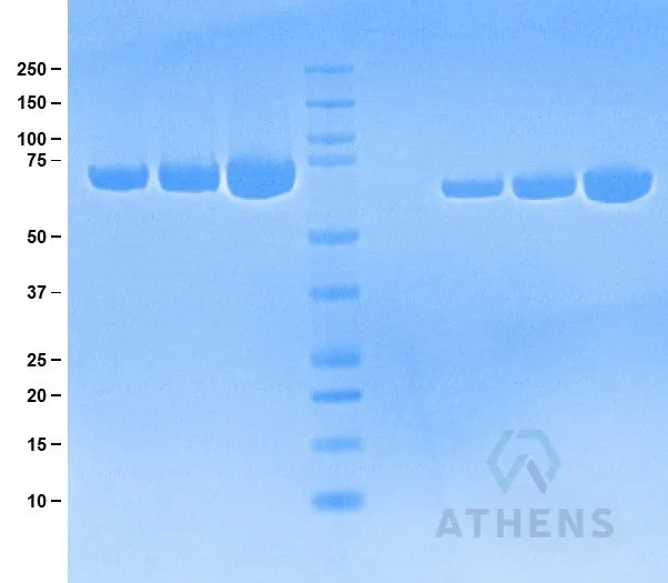 SDS-PAGE Gel