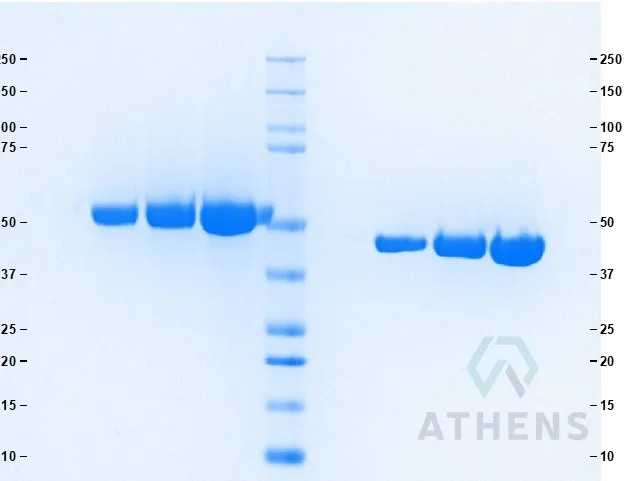 SDS-PAGE Gel